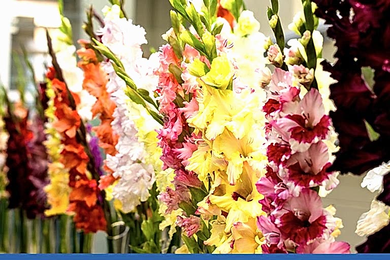 20.08.20 çs blog görsel glayöl compress