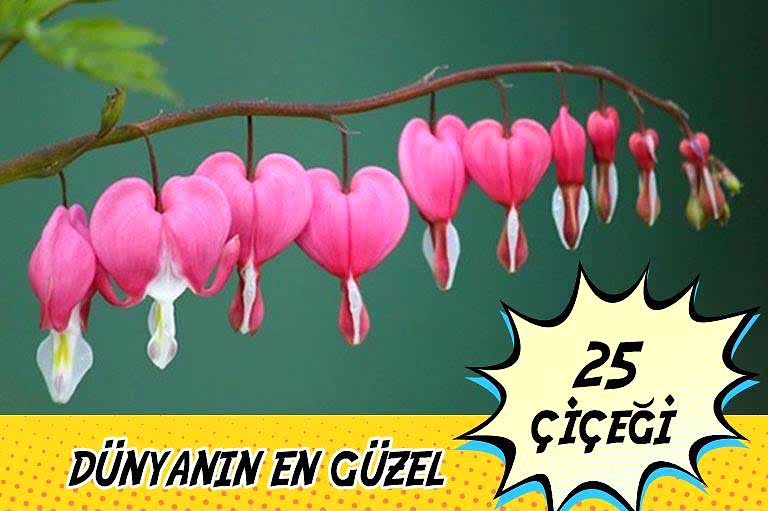 dunyanin en guzel ciceklerl compress