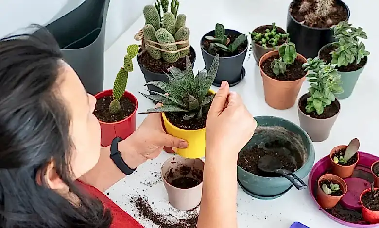 evde kaktüs bakımı