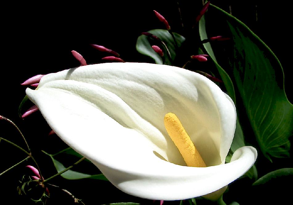 gala çiçeği (lanta lily)