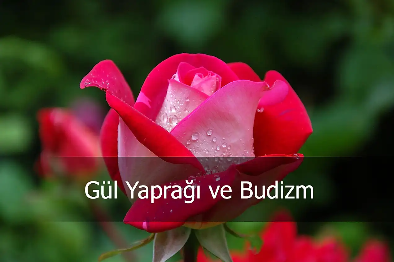 gül yaptağı ve budizm