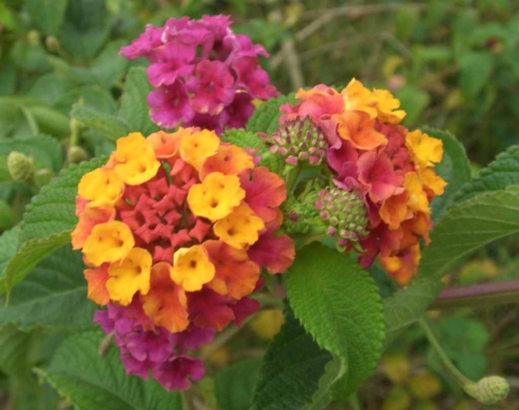 lantana