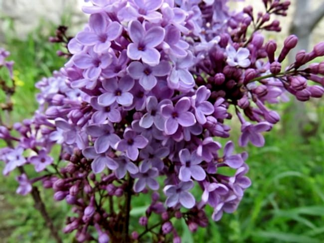 dünyanın en güzel çiçekleri