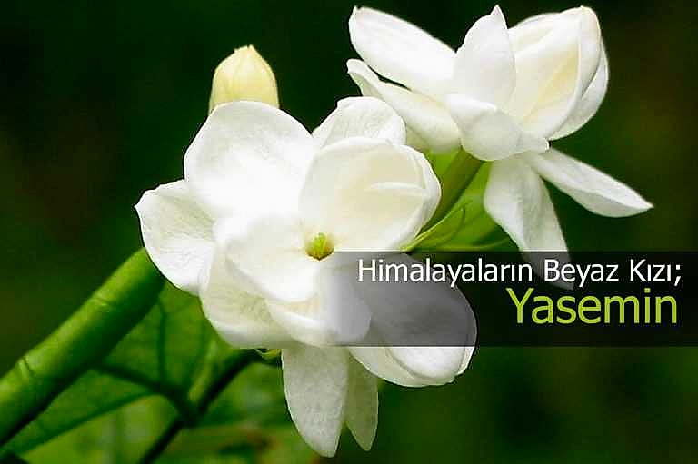 yasemin cicegi anlami bakimi ve ozellikleri