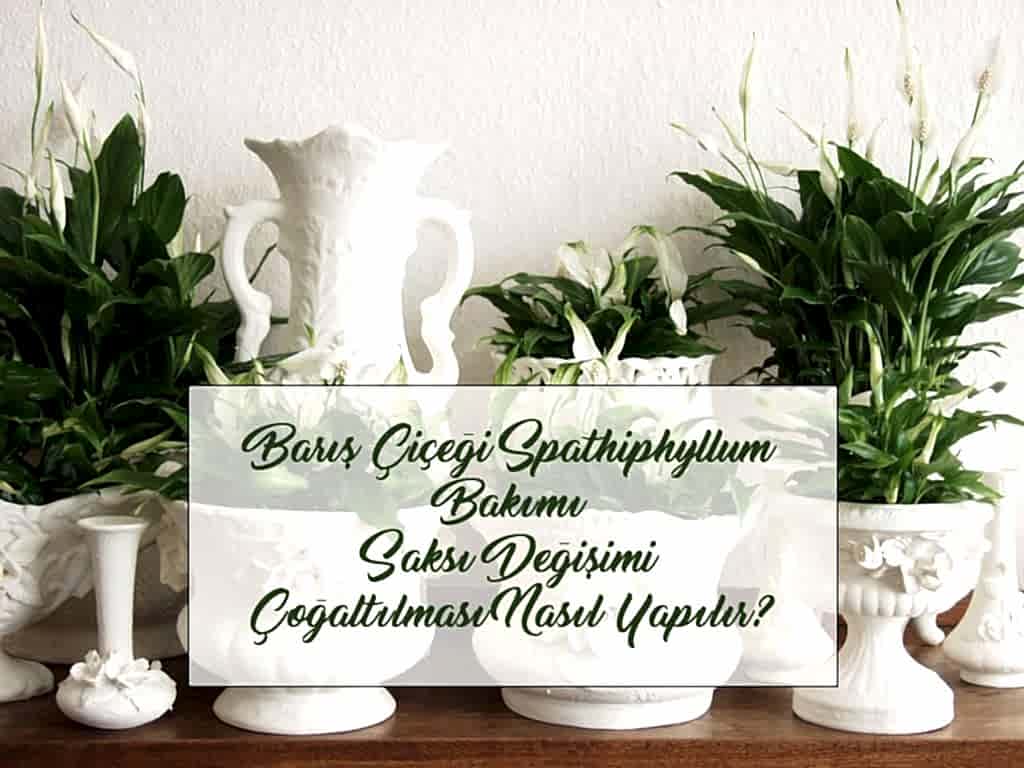 baris cicegicover compress