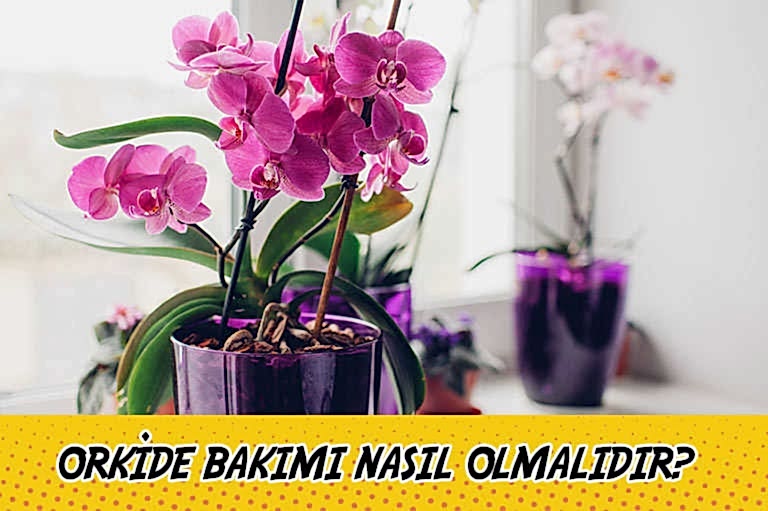 orkide bakimi hakkinda her sey