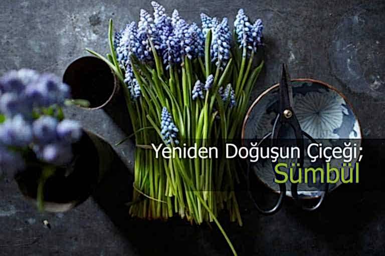 sumbul cicegi bakimi ve faydalari