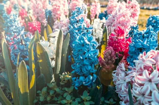 Sümbül çiçeği hakkında bilgiler