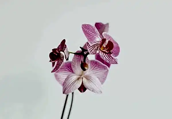 Evde orkide bakımı