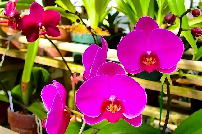 Orkide bakımı- orkide çoğaltma