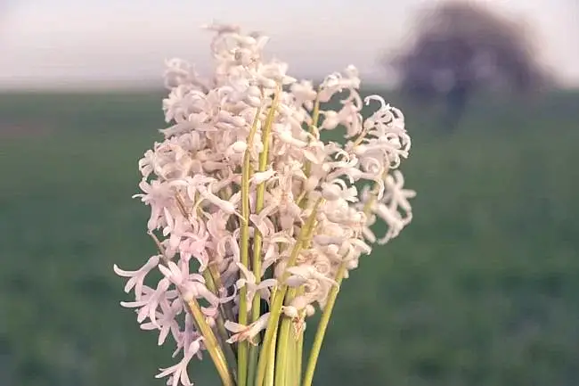 Sümbül çiçeği faydaları