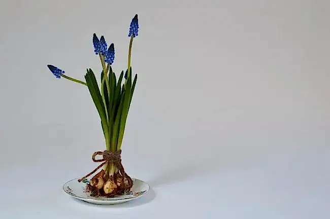 Çiçek nasıl çoğaltılır?