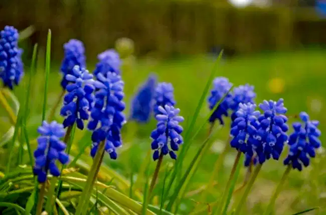 Sümbül ne zaman ekilir?