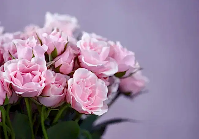 Zamanlama ve Sunum Detayları: Çiçeğin Etkisini Büyüten Görünmeyen Kurallar