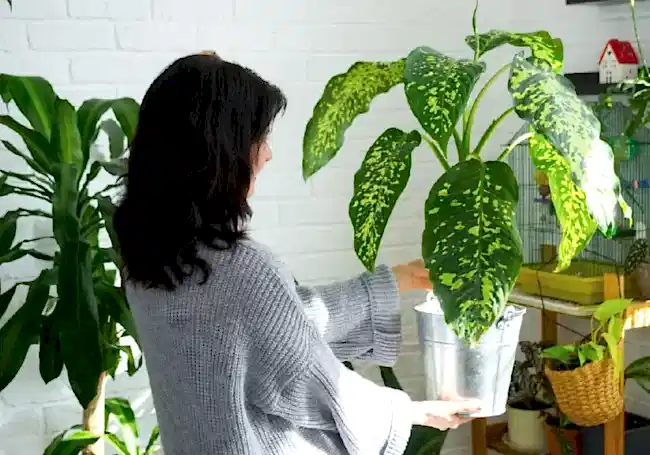 iç mekan bitki seçimi