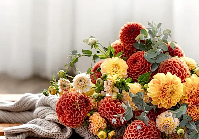 kesme kasımpatı bakımı