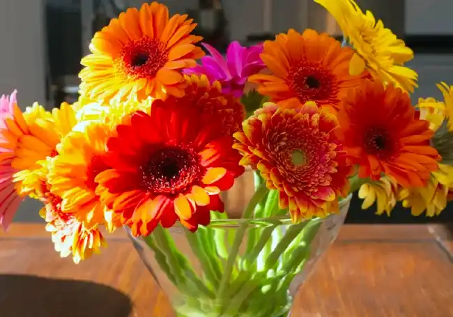 kesme çiçek papatya bakımı