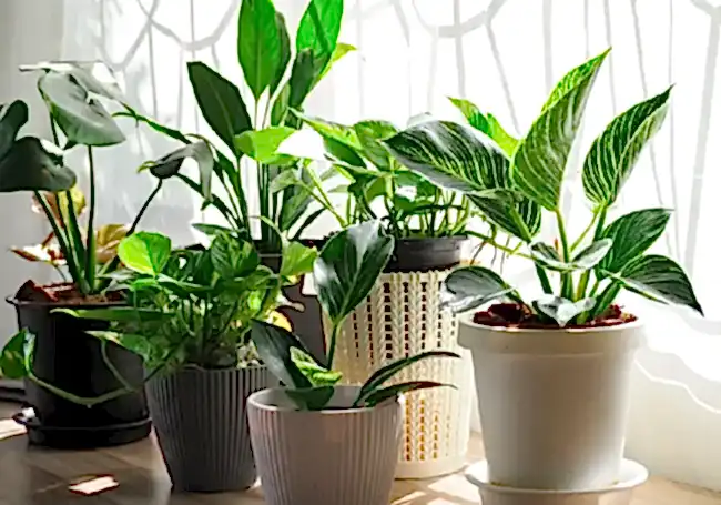 popüler salon bitkileri