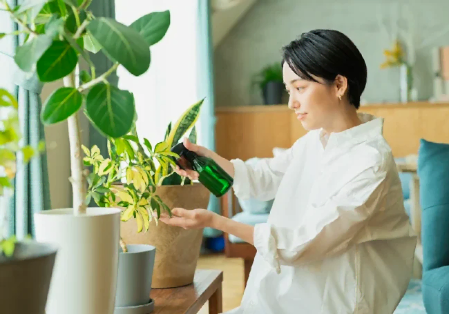 salon bitkisi nasıl seçilir?