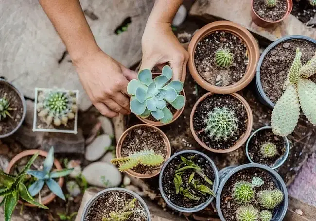 Sukulent Bakımında Yapılan Hatalar ve Gerçek Çözümleri