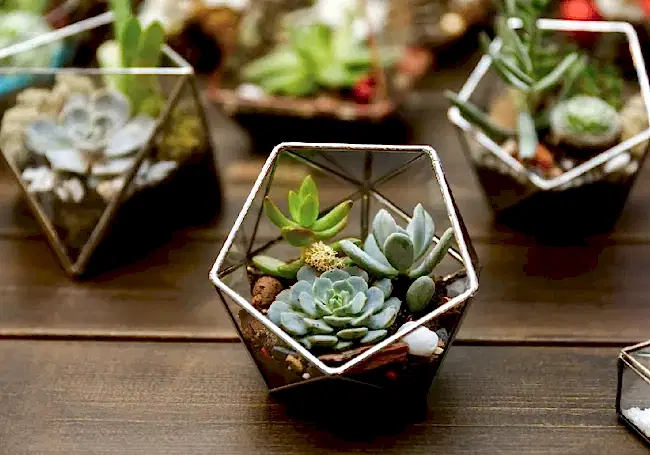 Sukulent Aranjmanı Hazırlama Rehberi