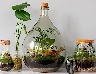 teraryum ve sukulent aranjmanı