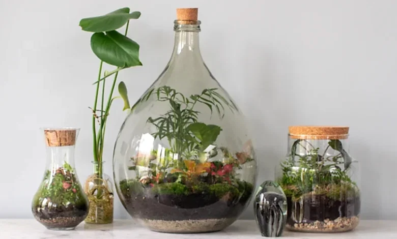 teraryum ve sukulent aranjmanı