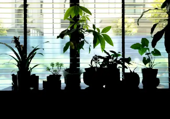 tropikal bitki bakım hataları