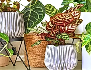 tropikal bitki bakımı