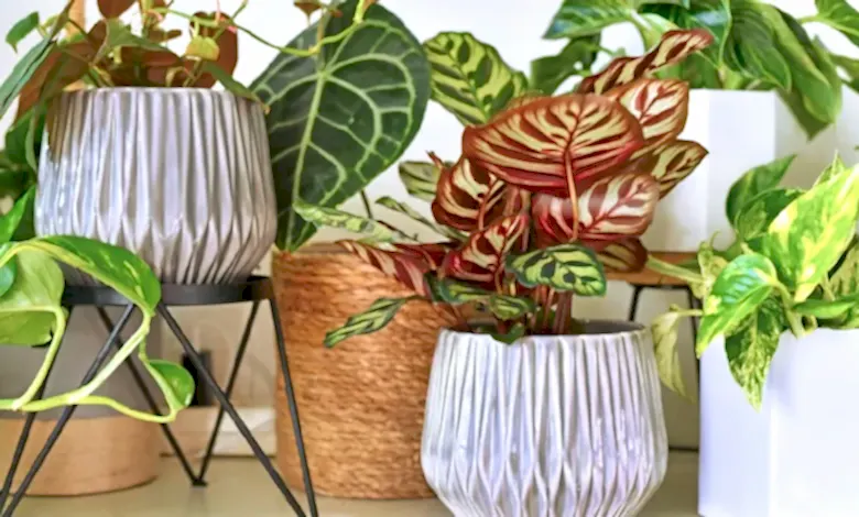 tropikal bitki bakımı